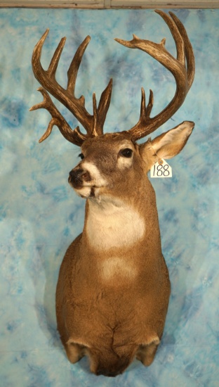 Big Non-Typical Whitetail Deer Shoulder Taxidermy Mount