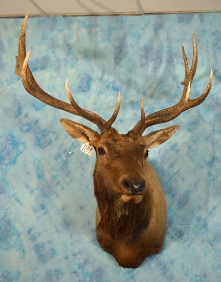 6 x 6 Rocky Mountain Elk Shoulder Taxidermy Mount