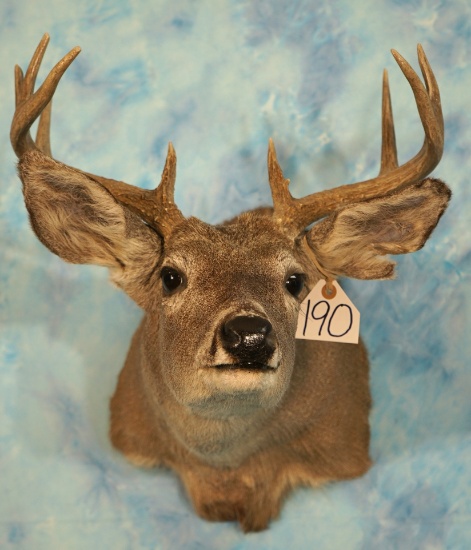 Arizona Coues Deer Shoulder Taxidermy Mount