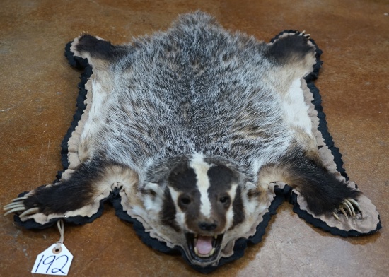 American Badger Padded and Felted Taxidermy Rug Mount