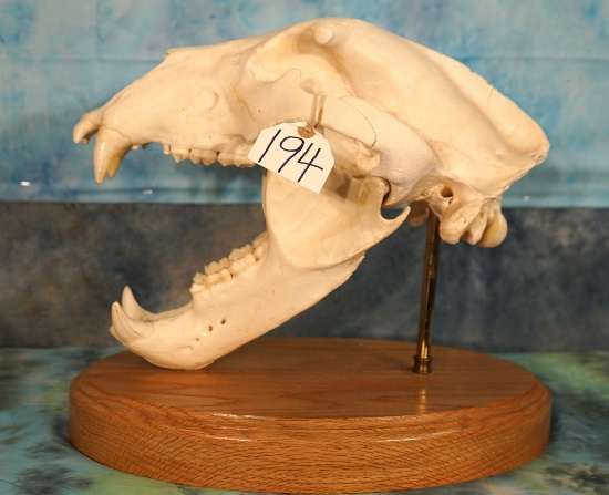 Large Alaskan Brown Bear Complete Skull Taxidermy