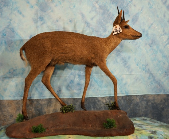 African Bush Duiker Pygmy Antelope Full Body Taxidermy Mount