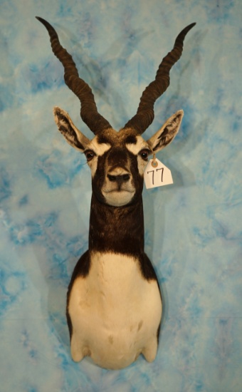 Blackbuck Antelope Shoulder Taxidermy Mount