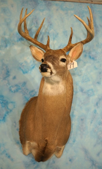 11pt. Whitetail Deer Shoulder Taxidermy Mount