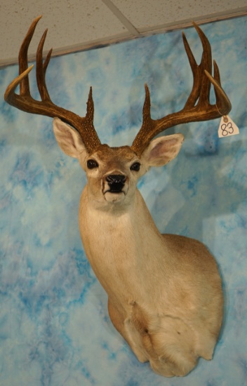 165 gross 11pt. South Texas Whitetail Deer Shoulder Taxidermy Mount