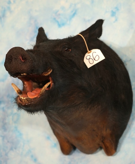 Black Feral Hog/Wild Boar Shoulder Taxidermy Mount