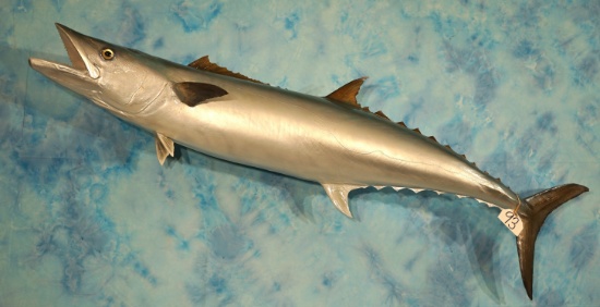 Brand New 48 1/2" King Mackerel Fiberglass Reproduction Taxidermy Fish Mount
