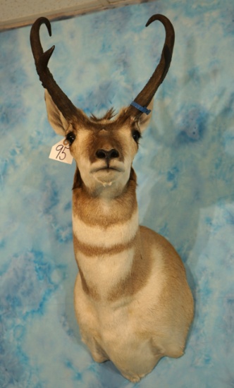 Beautiful Pronghorn Antelope Shoulder Taxidermy Mount