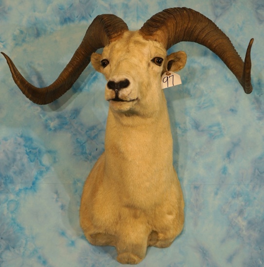 Alaskan Dall Sheep Shoulder Taxidermy Ram Mount