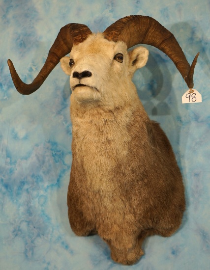 Stone Sheep Ram Shoulder Taxidermy Mount