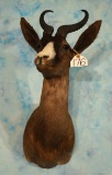 South African Black Springbuck Gazelle Shoulder Taxidermy Mount