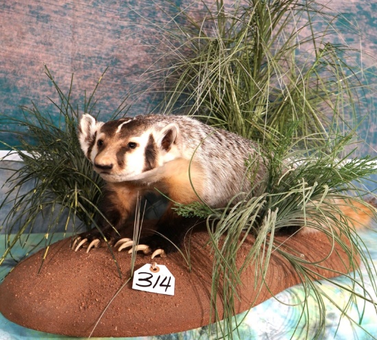 Quality Badger Full Body Taxidermy Mount