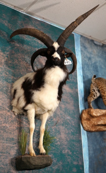 Beautiful Half Body Asian Four Horned Sheep Trophy Taxidermy Ram Mount