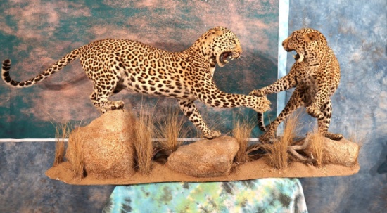 Awesome Pair of African Leopards Fighting Full Body Taxidermy Mounts in Habitat **TEXAS RESIDENTS ON