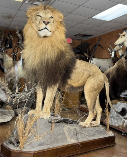 Super Awesome & Huge Mane Wild African Lion Full Body Taxidermy Mount on a Natural Habitat Base **TE