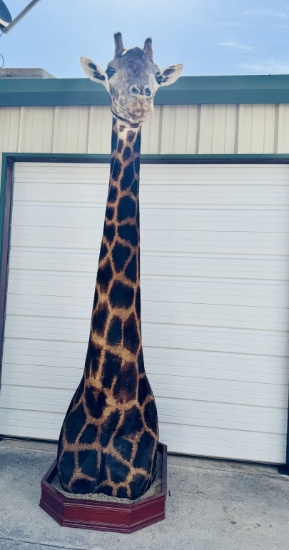 Super Cool! Giraffe Shoulder Floor Pedestal Quality Mount