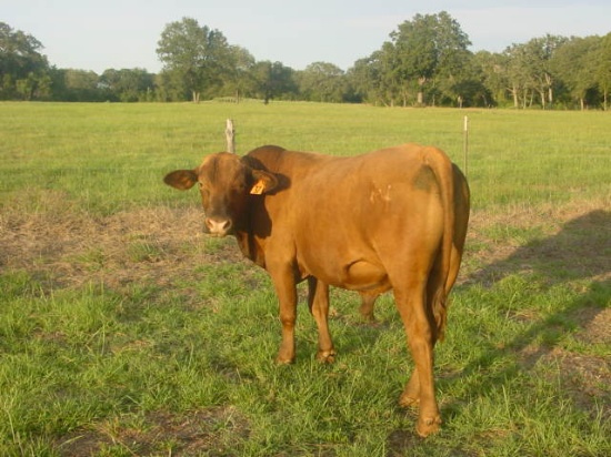 2YO Red Brangus Bull #37 Caldwell, TX