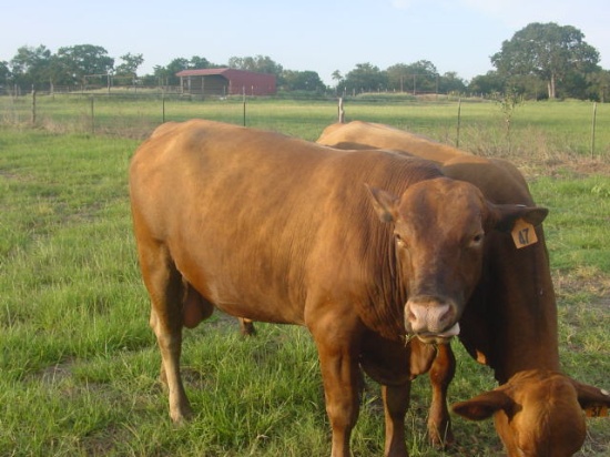 2YO Red Brangus Bull #47 Caldwell, TX