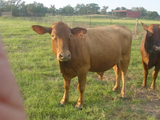2YO Red Brangus bull #72 Caldwell, TX