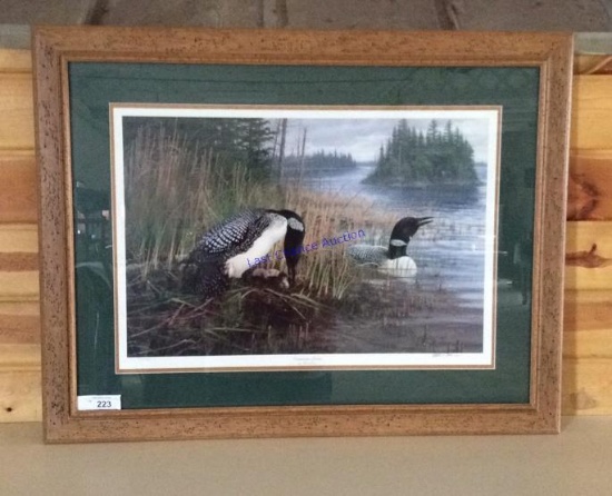 Common Loons Framed Print