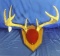 9 Point Buck European Mount