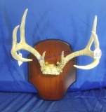 8 Point Buck European Mount