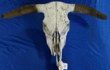 Old Bull Skull