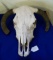 Cow Skull WIth Downturn Horns