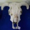 Large Cow Skull with Downturn Horns