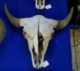 Cow Skull With Upturn Horns