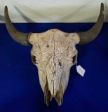 Cow Skull with Upturn Horns