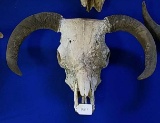 Large Cow Skull with Downturn Horns