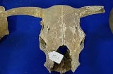 Aged Cow Skull with Short Horns