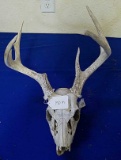 Deer Skull wtih Attached Antlers