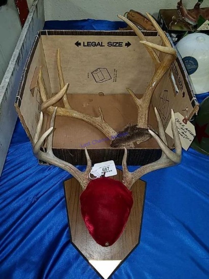 Deer Antlers and Antler Mount