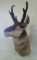 Mounted Pronghorn Antelope Head