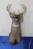Whitetail Deer Head Mount 4 Point East Count