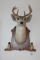 Whitetail Deer Mount