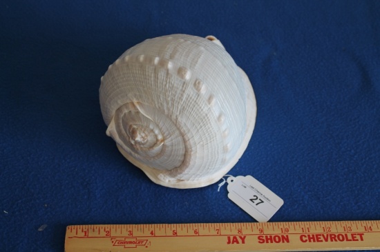 Large Conch Shell In Great Condition