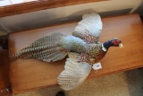 Ringneck Pheasant Mount