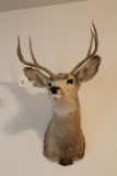 3 Point Mule Deer Head Mount