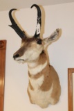 Pronghorn Antelope Head Mount