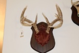 Nice 5 Point Whitetail Antler Mount