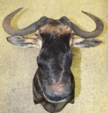 Beautiful Wildebeast Head Mount with Cape