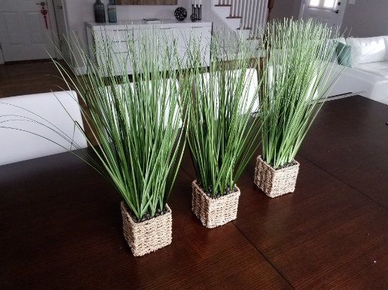 Set of decorative grass plants