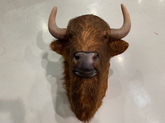 Buffalo Head