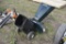Craftsman 8.5 HP chipper Shredder