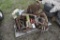 Pallet of Tire Chains, Antique Tools, Cow Kicker, Hay Fork