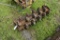 Forrestry Drum Auger