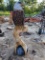 Hand Crafted Bald Eagle on a perch